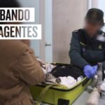 Herramientas de investigación de la Guardia Civil: Una mirada concisa