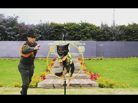 Los beneficios de ser polic&iacute;a: una perspectiva optimizada