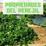 Delicioso Guiso de Merluza: Receta Fácil para Disfrutar de los Sabores del Mar
