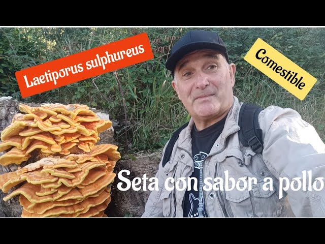 10 Recetas Deliciosas con Laetiporus Sulphureus: Aprovecha este Hongo Único